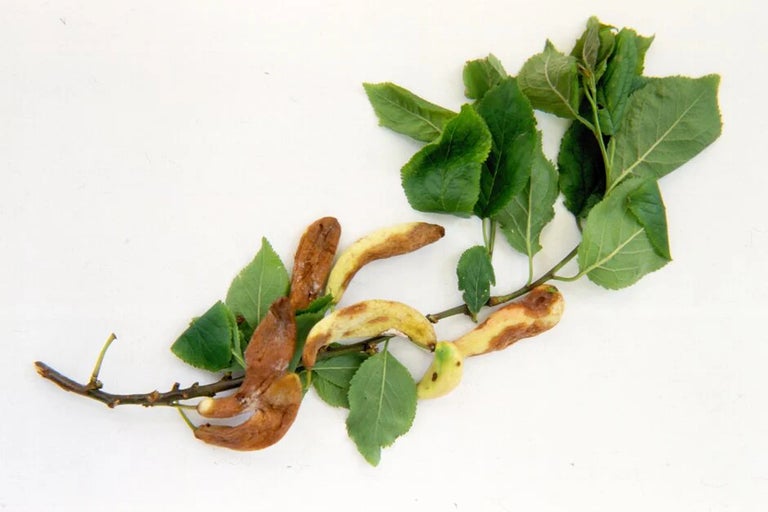 Top 10 garden diseases of 2023: four new contenders hit charts