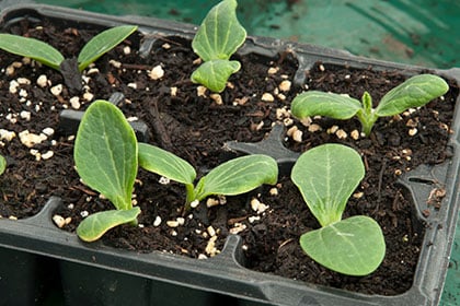 Seedlings