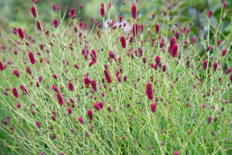 Sanguisorba officinalis ‘Red Thunder’