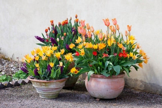 RHS guide to planting bulbs in containers