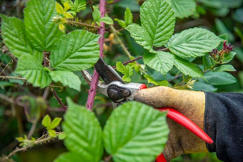 Brambles | RHS Advice