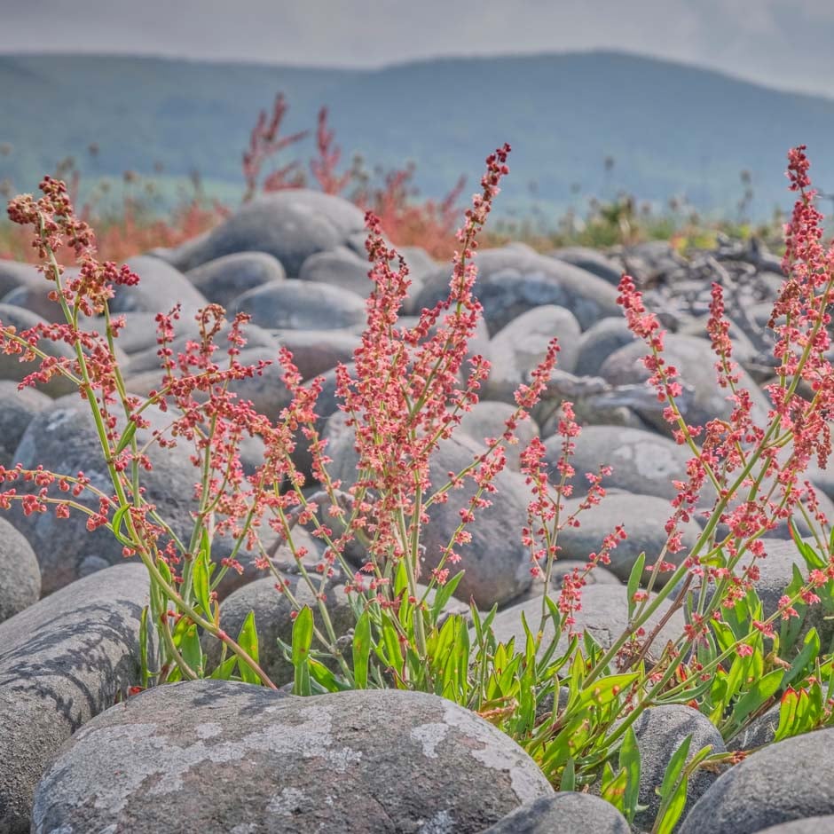 Sheeps Sorrel | RHS Advice