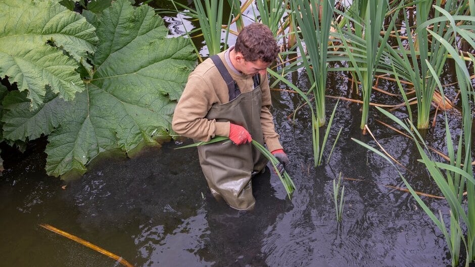 Professional UK pond worker clearing aquatic vegetation from a pond