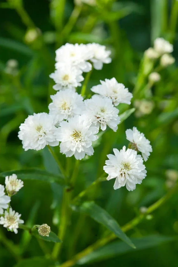 Achillea ptarmica ‘The Pearl’
