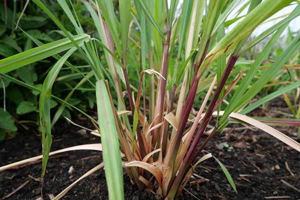 East Indian lemon grass