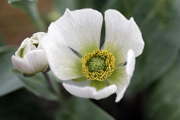 Ranunculus / RHS Plant Guide