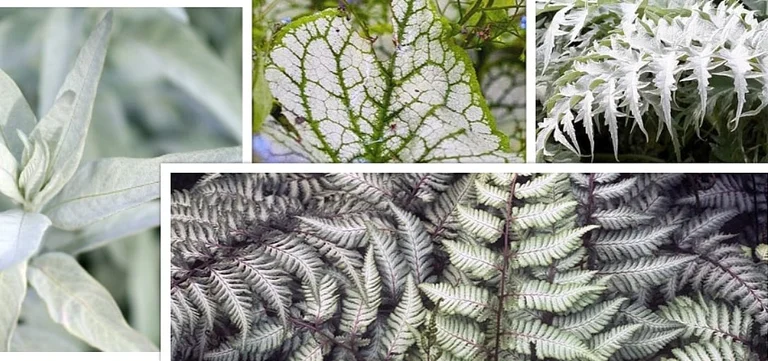 10 award-winning silver leaved perennials
