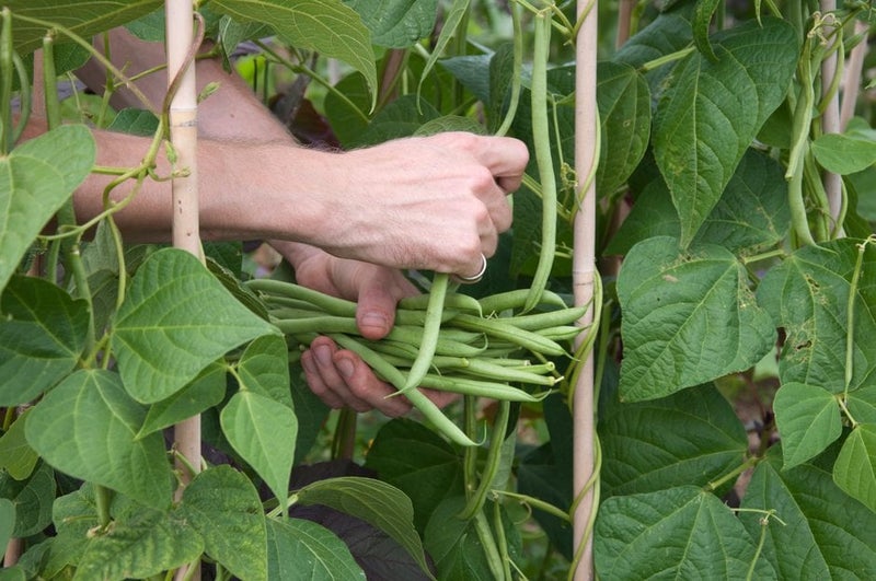 French Bean Rows How to grow French beans | RHS Guide