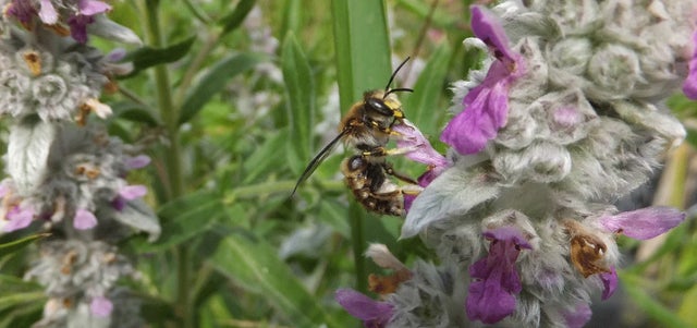 Top 10 garden plants for specialist bees