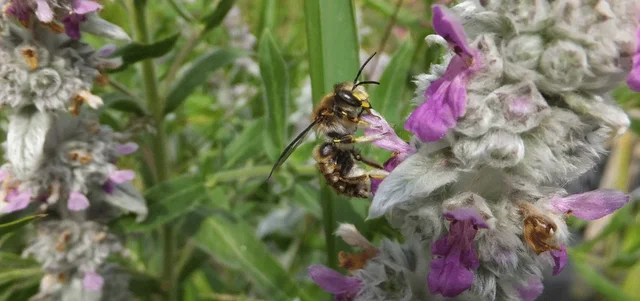 Top 10 garden plants for specialist bees