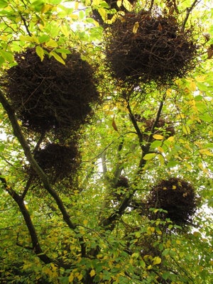 Witches' brooms on hornbeam (<em>Carpinus betulus</em>).
