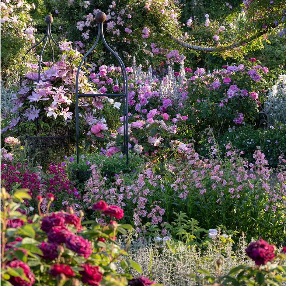 spray roses plants Wedding Rosever Spray Garden Roses main image 0