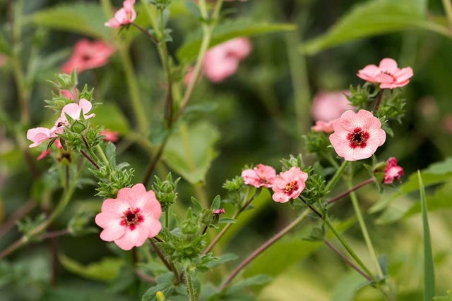 Find the right plants for your garden