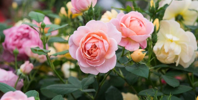 Find the ideal rose for your space