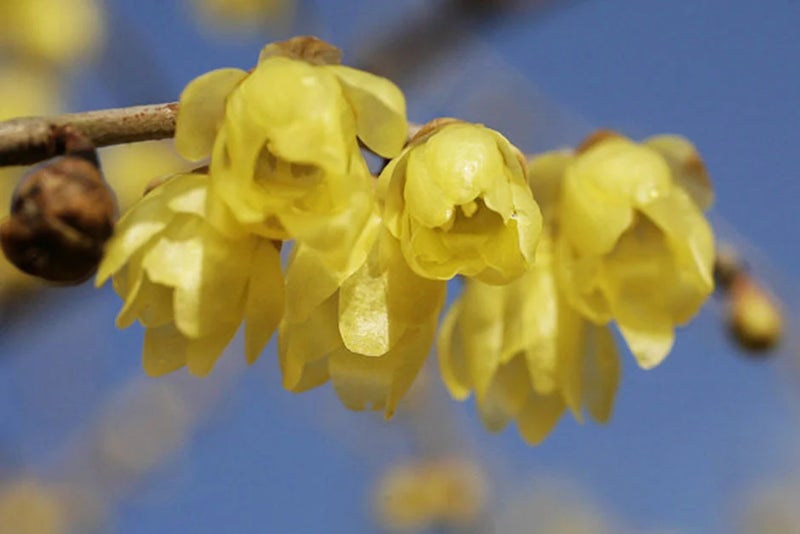 Wintersweet’s powerful perfume