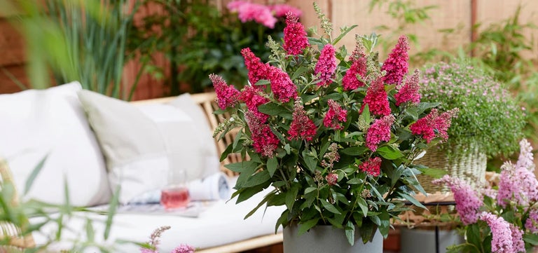 New plants: Buddleja Little Ruby (Butterfly Candy Series)