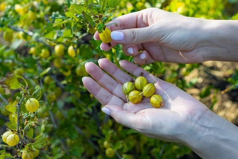 How to grow gooseberries | RHS Guide