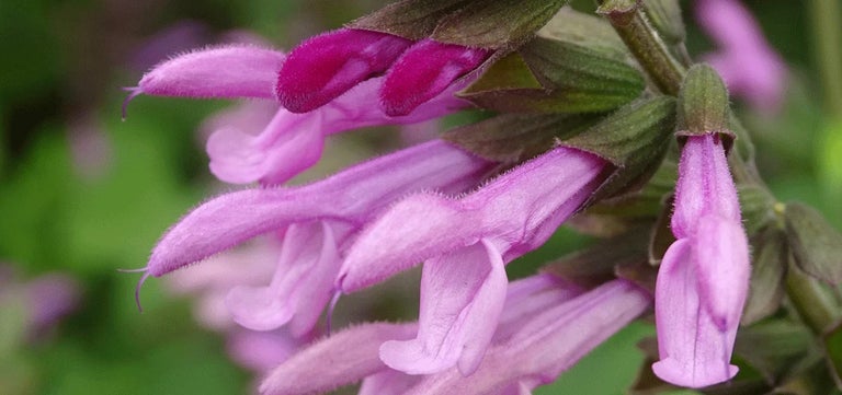 New plants: Salvia Pink Amistad