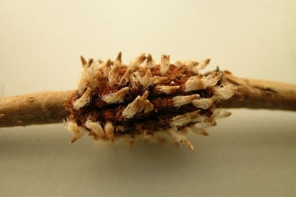 Pear Rust: Identification & Control | RHS Advice