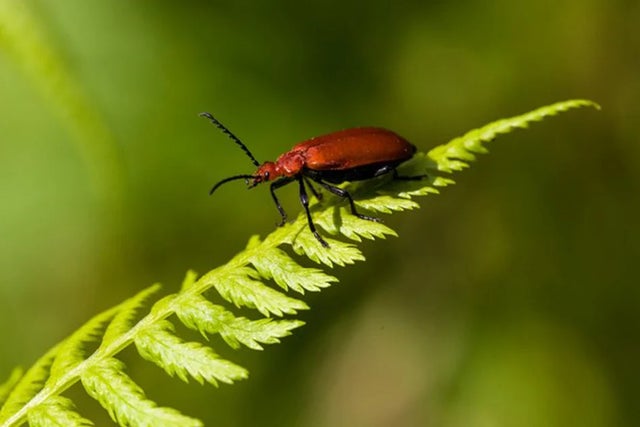 Wildlife gardening