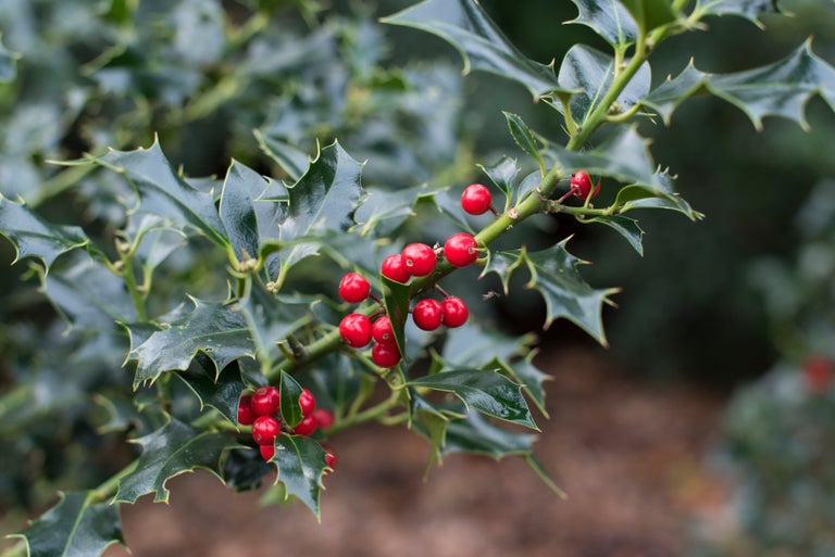 Buy holly from RHSplants.co.uk