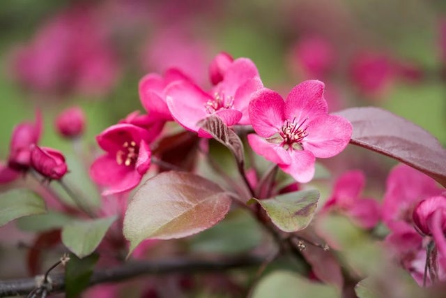 Trees for pollinators