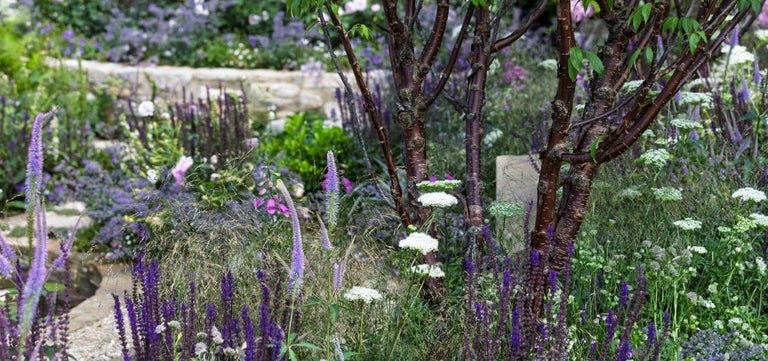 10 standout plants of RHS Hampton 2025