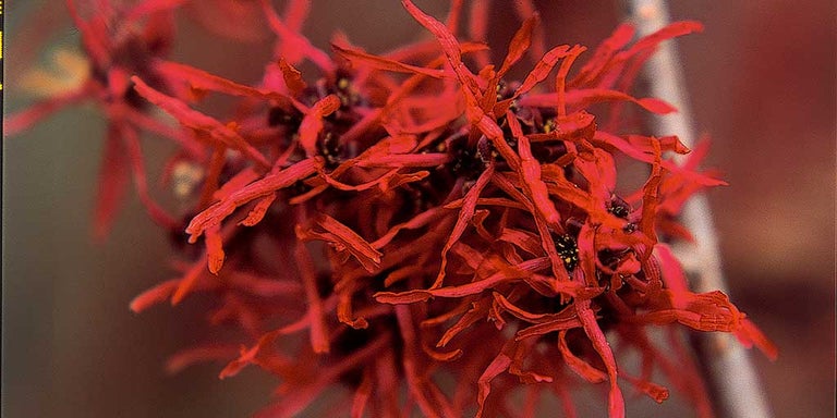 Buy Witch Hazel from RHSplants.co.uk
