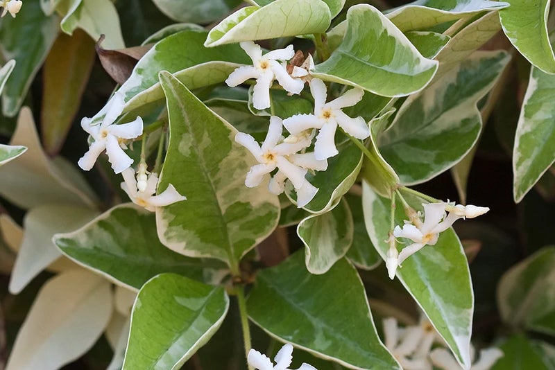 A star among the climbers