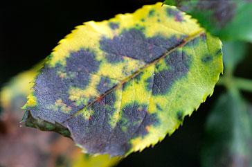 Find RHS Gardening advice