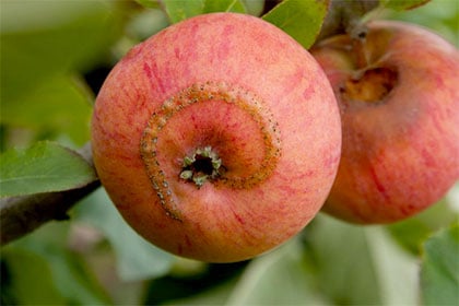 Apple sawfly