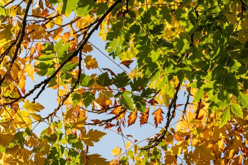August – Koelreuteria paniculata