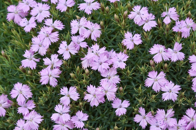 Alpine dianthus