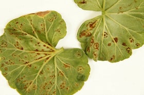 Rust diseases: Symptoms & Control | RHS Advice