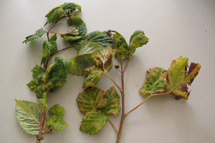Raspberry Beetle: How to Prevent Damage | RHS Advice