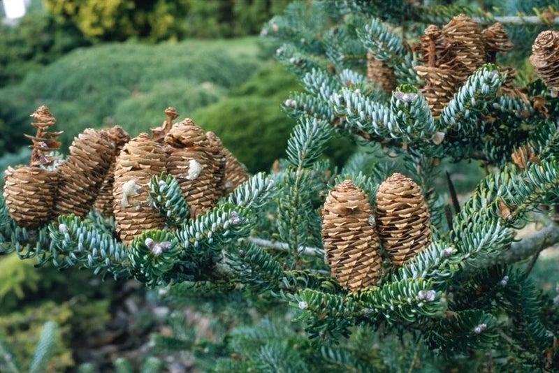 For impressive fir cones