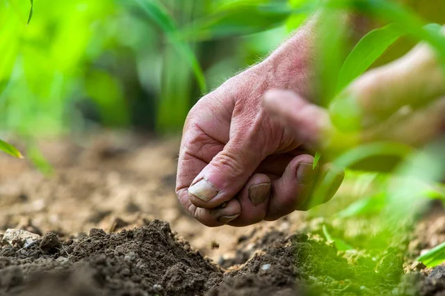 RHS peat policy