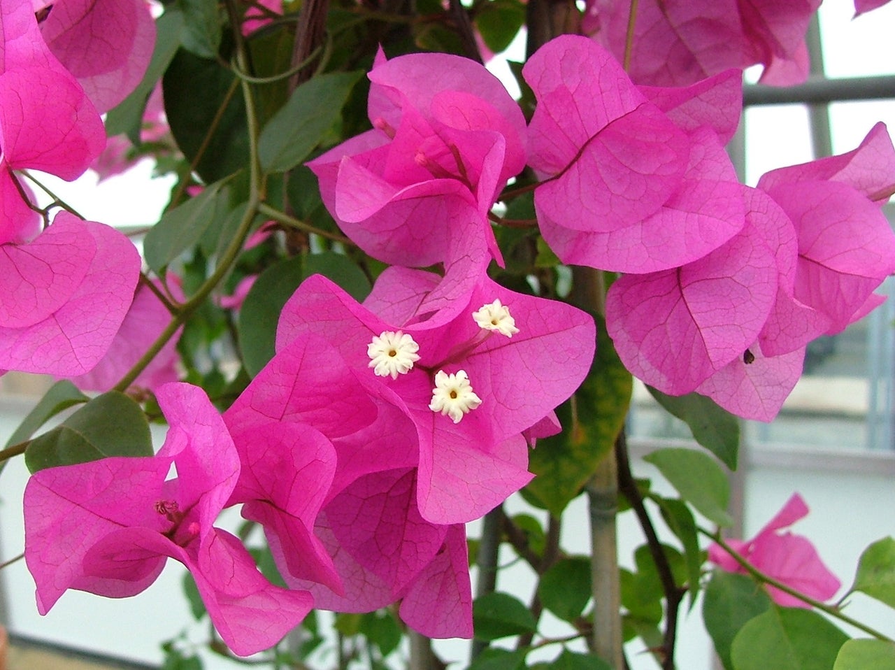 Bougainvillea