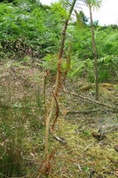Ringbark Protection Ring-barking: Causes and Solutions | RHS Advice