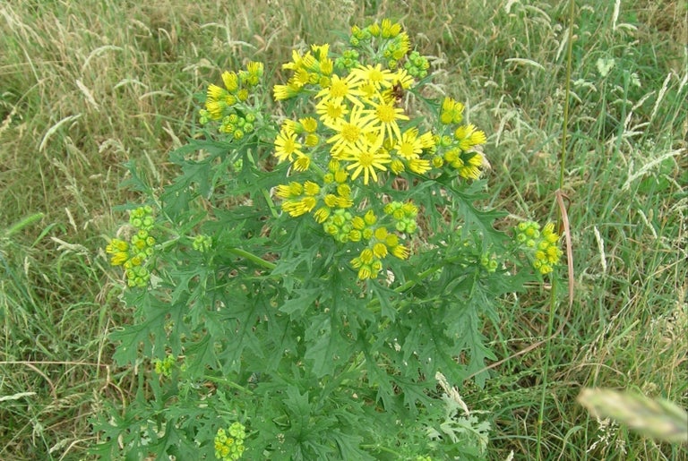 Ragwort