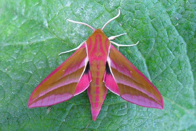 Plants for moths