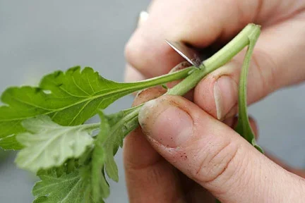 Guide to propagation techniques
