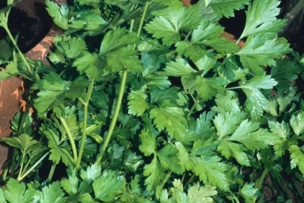 Italian parsley