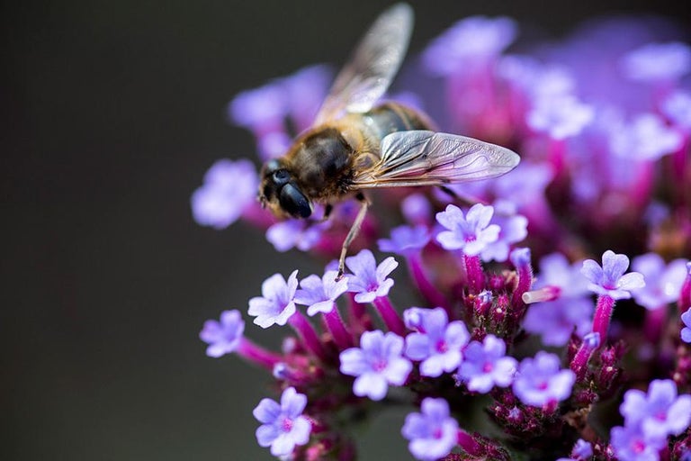 Plants for pollinators