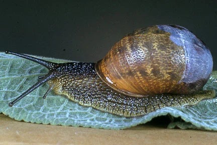 How to stop slugs and snails