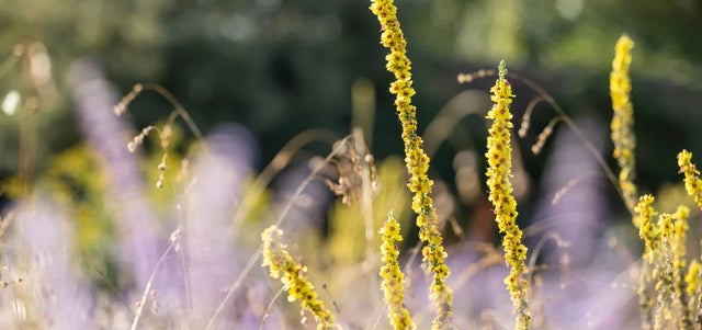 Discover our May Wildlife Wonder plant