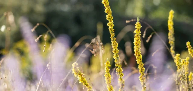 Discover our May Wildlife Wonder plant