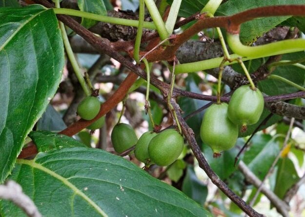 <em>Actinidia arguta</em> 'Issai'