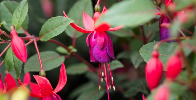 All about fuchsias