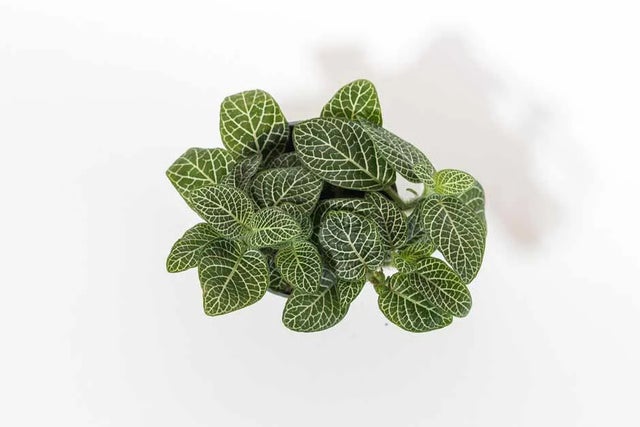 Buy terrarium plants